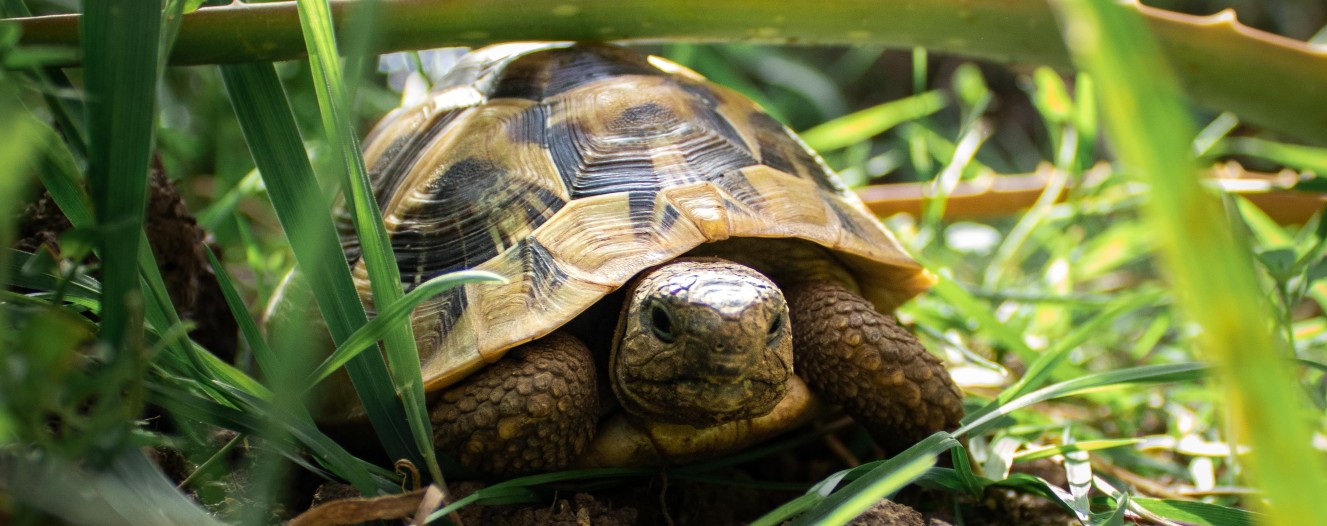 Turtle